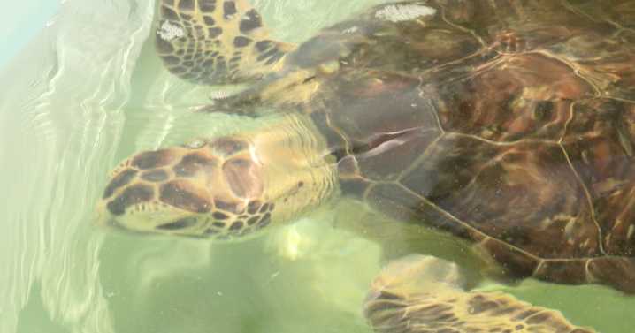 Texas State Aquarium and Raising Cane's teaming up for sea turtles