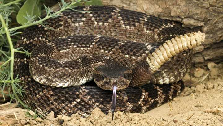 How Does A Rattlesnake Make Its Famous Rattle?