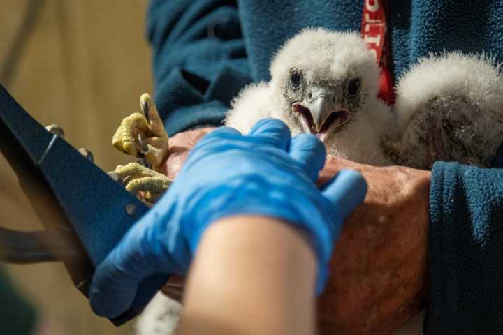 OPPD solicita la ayuda del público para nombrar al nuevo polluelo de halcón peregrino