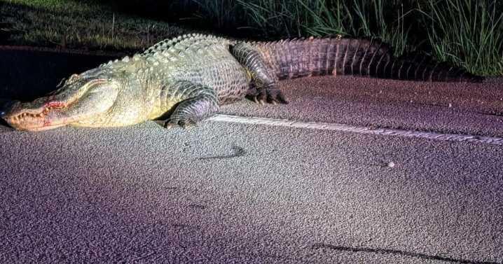 Peachtree City’s famous alligator ‘Flat Creek Floyd’ dies after being hit by car