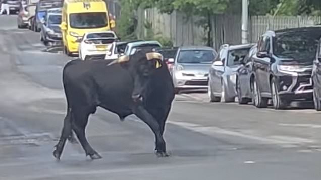 Bull on the loose charging down streets in Small Heath, Birmingham