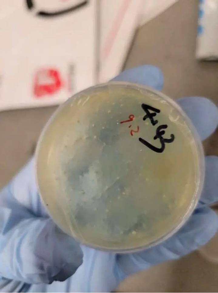 Third Chinese scientist arrested after smuggling ‘biological pathogens’ into US from Wuhan after ‘agroterrorism’ probe