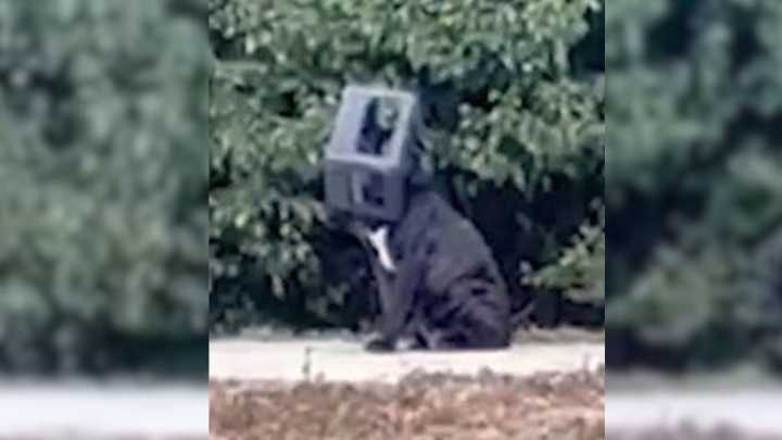 Rescuers Were In Disbelief After Finding A Pup Whose Head Was Stuck In A Plastic Box For A Year