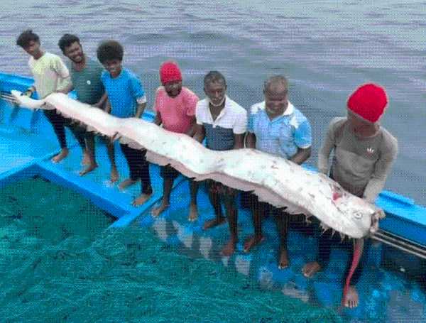 'Doomsday Fish' Found In India And Tasmania, Sparking Ancient Legends And Online Frenzy