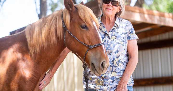 Coming back home: ‘Sweet’ Yucatan, other local wild horses to be offered for adoption