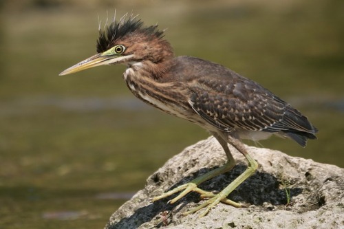 Central Texas' June bird forecast