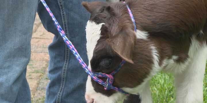 Nebraska celebrates dairy industry with proclamation from governor