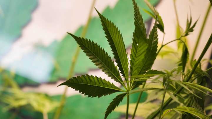Reps looking to roll more policy into cannabis bill