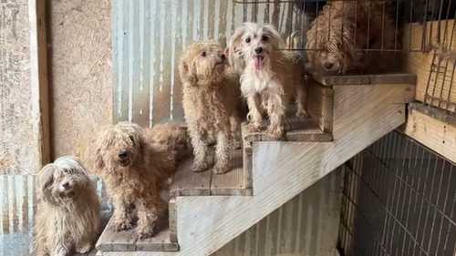 101 dogs rescued from possible puppy mill in Raleigh