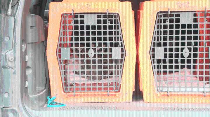Exotic pets seized from Elizabethton home