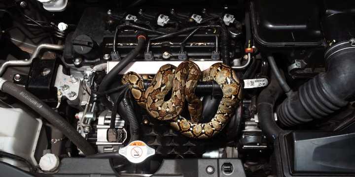 Drivers Are Finding Snakes Hiding in Their Cars