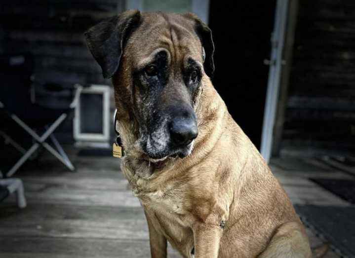 Creature Feature: Beautiful Bella is searching for a best bud