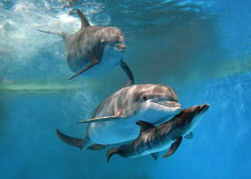 Bottlenose dolphin born at Brookfield Zoo Chicago, and baby is ‘very strong’