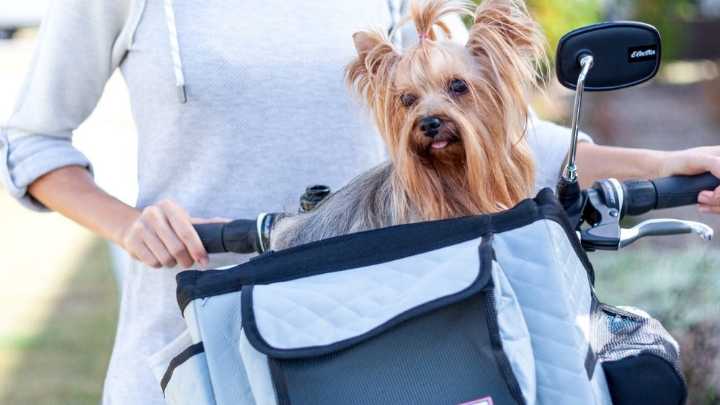 Keep your pups in high style with these elevated accessories