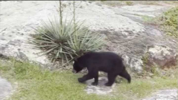 Vecinos cerca de Noccalula Falls reportan ver osos en sus patios traseros
