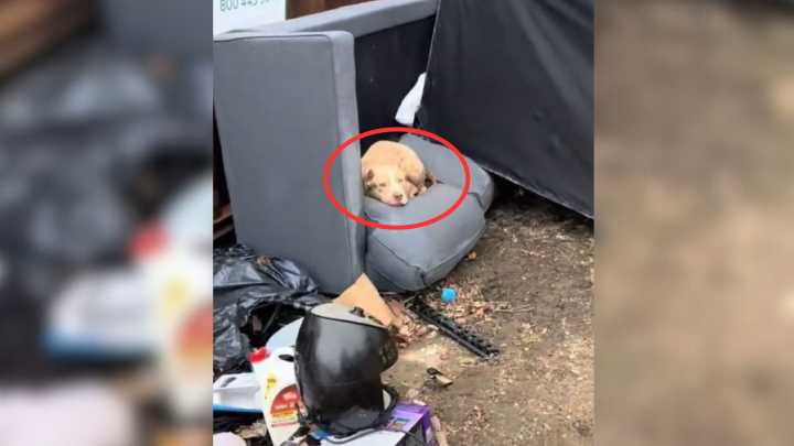 Indiana Rescuers Were Heartbroken After Finding A Pup Who Was Dumped In Trash After Suffering A Miscarriage