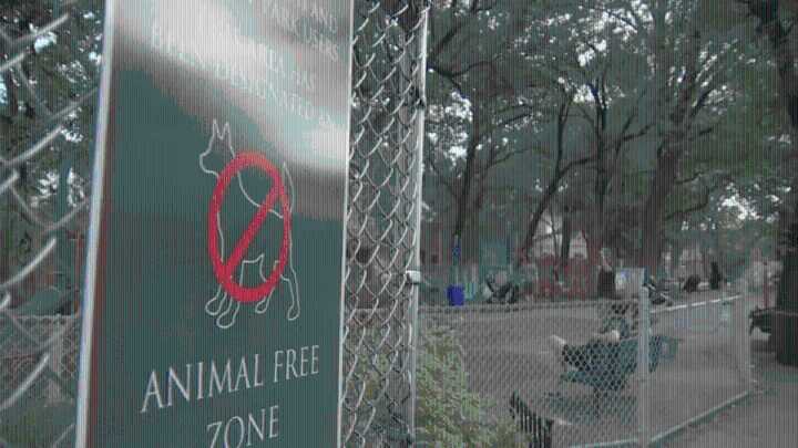 New bill could fine Philly pet owners for entering animal-free zones – NBC10 Philadelphia