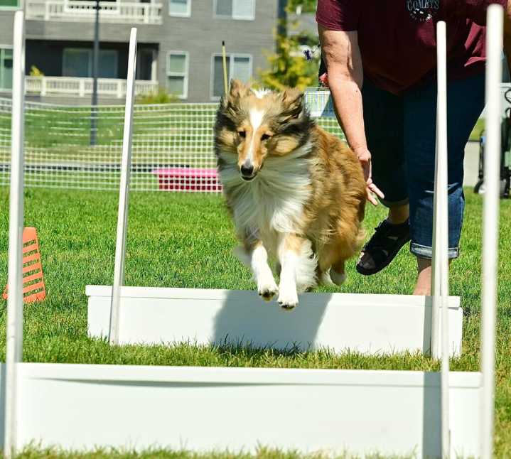 Fun for furry friends at PAWS festival