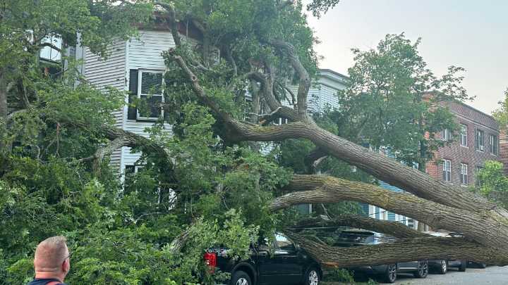 Tree falls in South Boston, damaging homes, vehicles