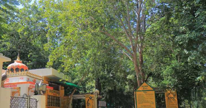 Tigers maul man to death in zoo horror and then play with his shoes