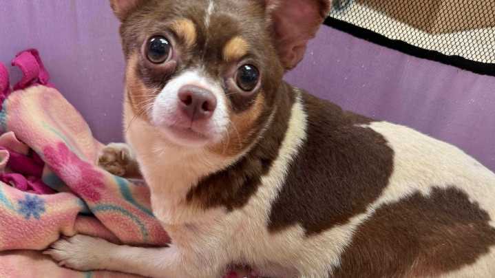 101 dogs living in packed, filthy conditions removed from North Carolina home