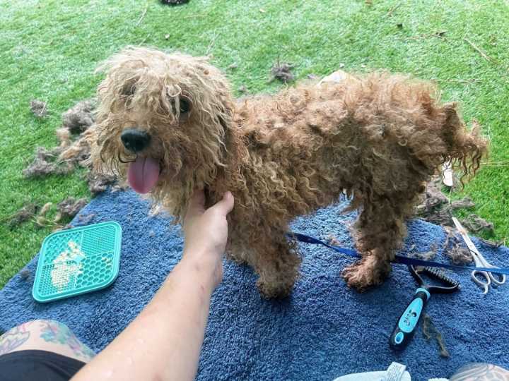 101 dogs rescued from Raleigh home soon to be ready for adoption