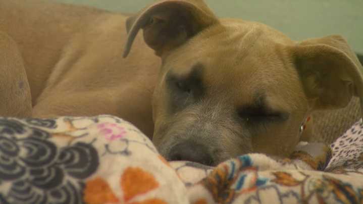 Tacoma animal shelter perseveres after flood damage