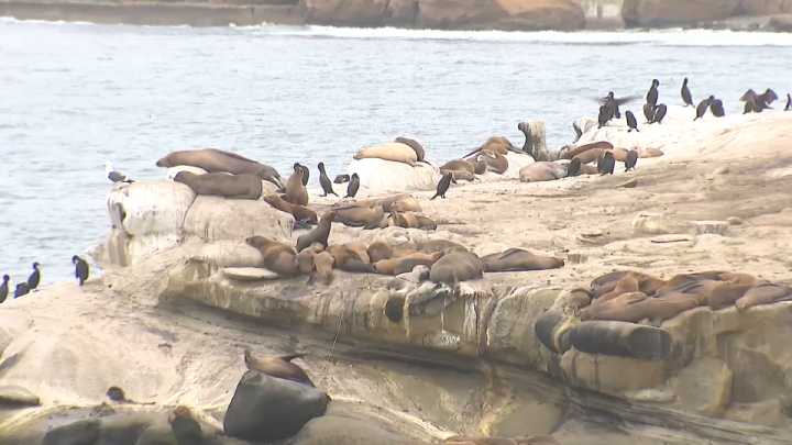 La Jolla Cove access could look different if group gets its way