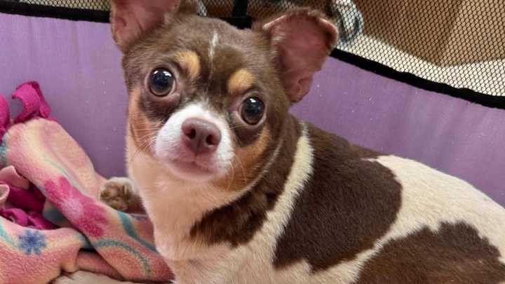 Over 100 dogs packed in filthy NC home removed by authorities