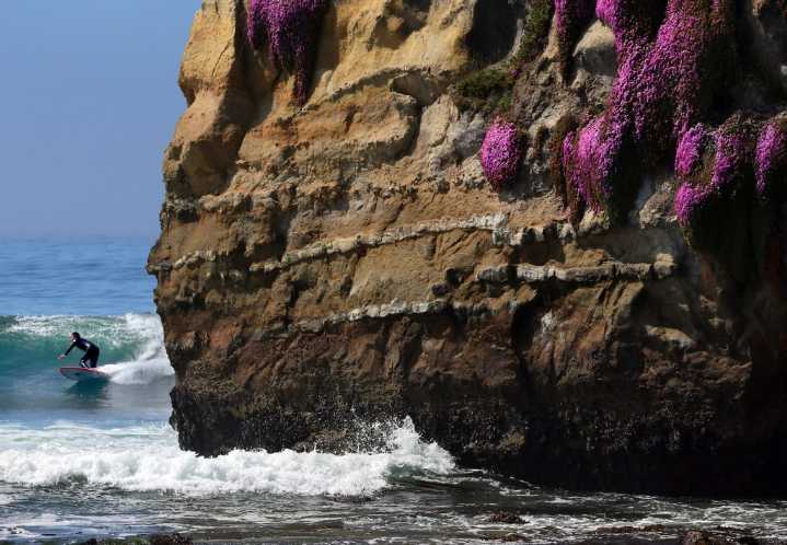 Photo | Morning surf and ice plant blooms at Lighthouse Point