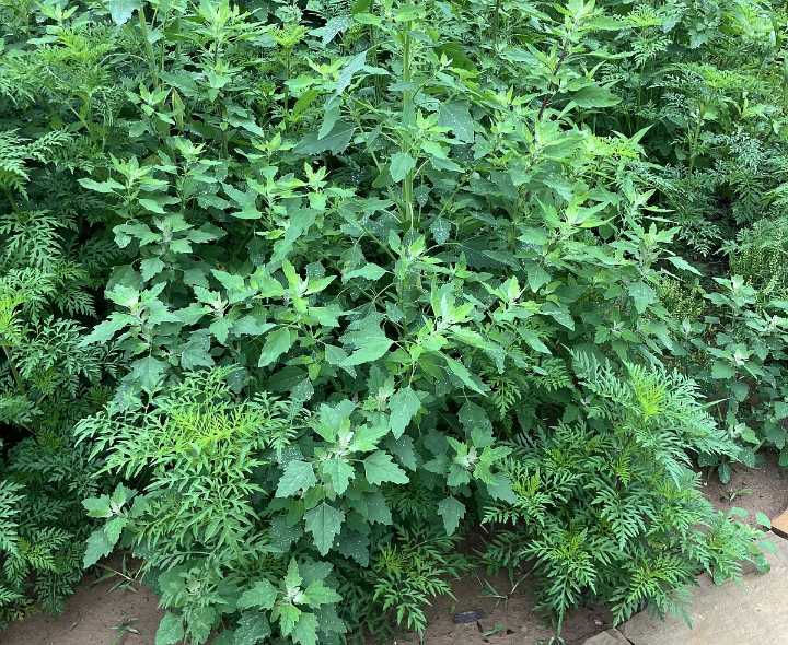 IN THE GARDEN: Nip summer weeds in the bud