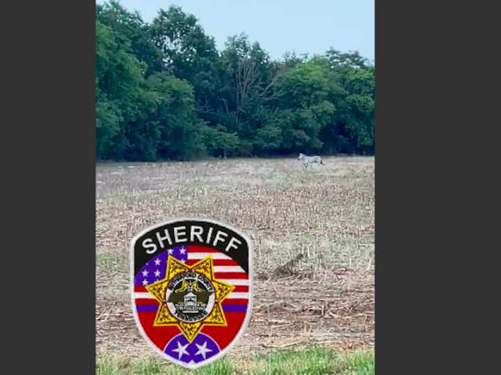 Missing Zebra Spotted in Christiana Area