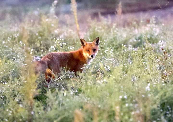 #fyiSI: Why am I seeing so many foxes on Staten Island?