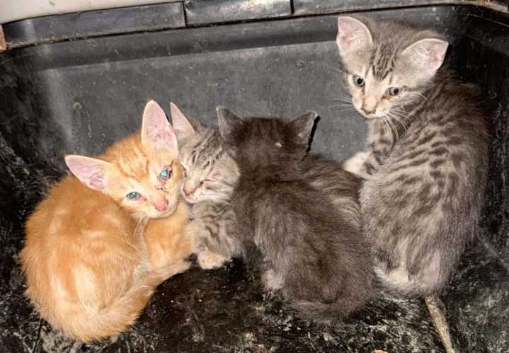 Over 60 Cats In Deplorable Condition Rescued After Trespassing Arrest in Jones County
