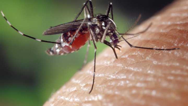 Did Iowa's mild winter cause more mosquitoes, bugs for the summer?