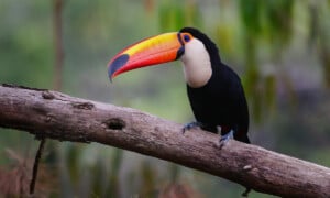 Toucan Tuesdays returns to Riverbanks Zoo