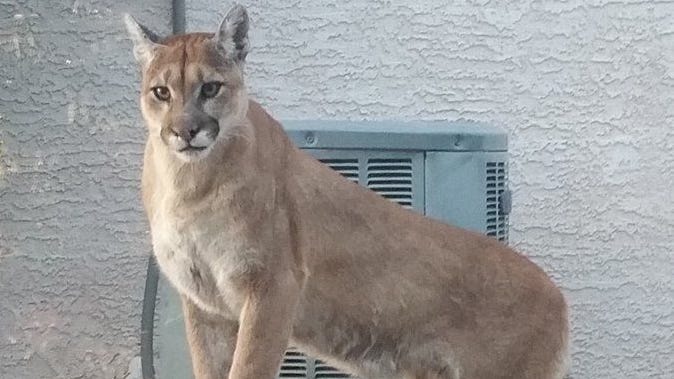 A man killed a mountain lion in Buckeye. Is that legal?