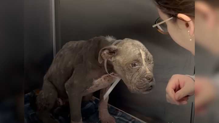 California Rescuers Saved An 'Old' Pup And Helped Him Make An Incredible Transformation