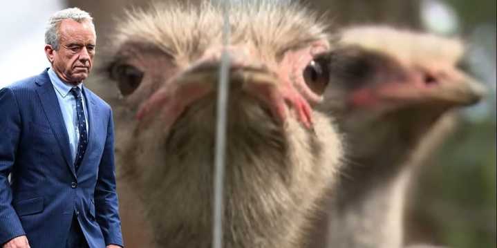 Dead bird walking: RFK Jr. is the only hope for 399 healthy ostriches on Canada's chopping block​