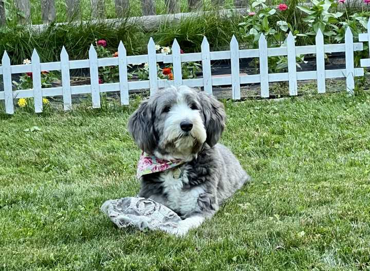 West Hartford Dog Owners: License Renewals Due By June 30