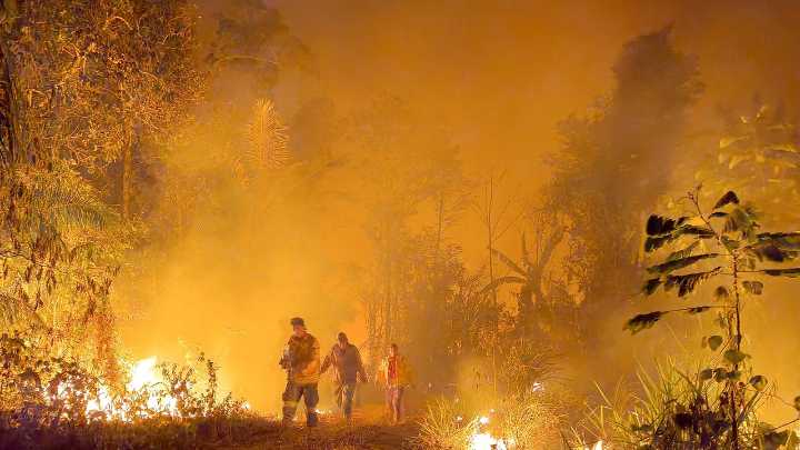 Nos estamos quedando sin bosques y la principal causa ya no es la agricultura, sino los incendios