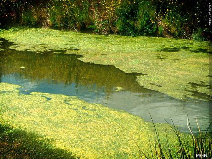 RIDOH recommends public avoid pond in South Kingstown