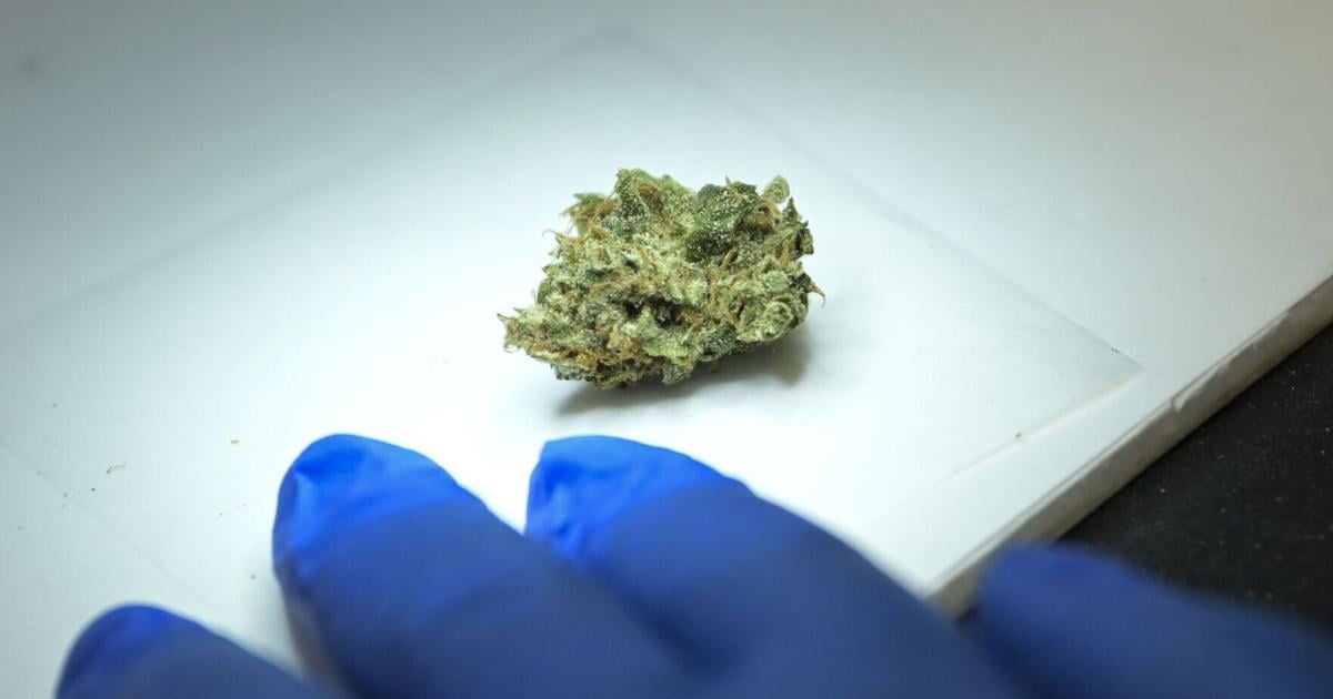 MT marijuana providers, regulators assess industry as testing laboratories fall in numbers