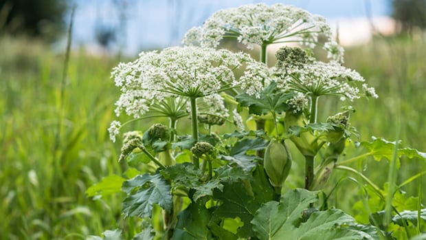 Beware of giant hogweed, officials say as battle to kill dangerous weed drags on
