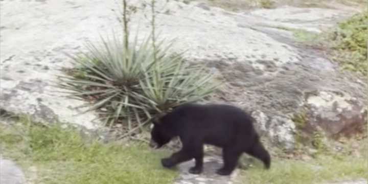 Neighbors living near Noccalula Falls report bear sightings in their yards