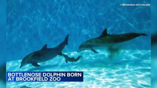 Brookfield Zoo animals: Bottlenose dolphin born at Brookfield Zoo Chicago for 1st time in 10 years, zoo officials say