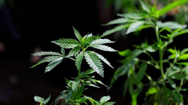 Ohio updates non-medical cannabis sales limits effective June 4