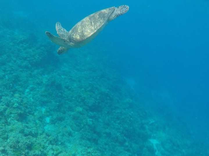 El 60 % del hábitat crítico para biodiversidad marina no tiene objetivos de conservación