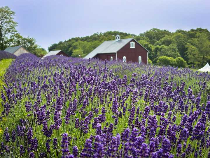 Baltimore Fishbowl | Lavender Fest at Star Bright Farm June 14 & 15 - Early Bird Tickets Now on Sale -