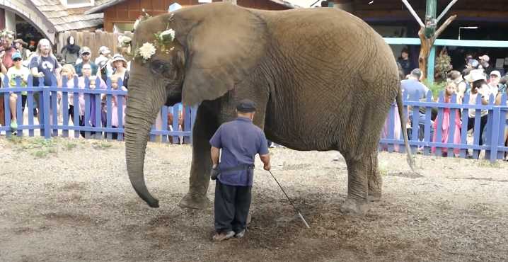 Colorado Denies Permit for Elephants at Renaissance Festival